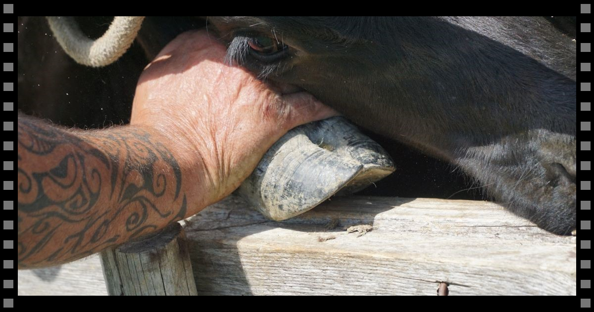 Soirée  Ciné Bouvine à la Manade de Franquevaux